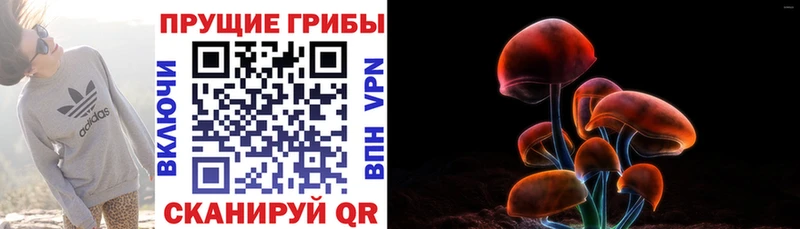наркотики  Зеленоградск  Галлюциногенные грибы GOLDEN TEACHER 